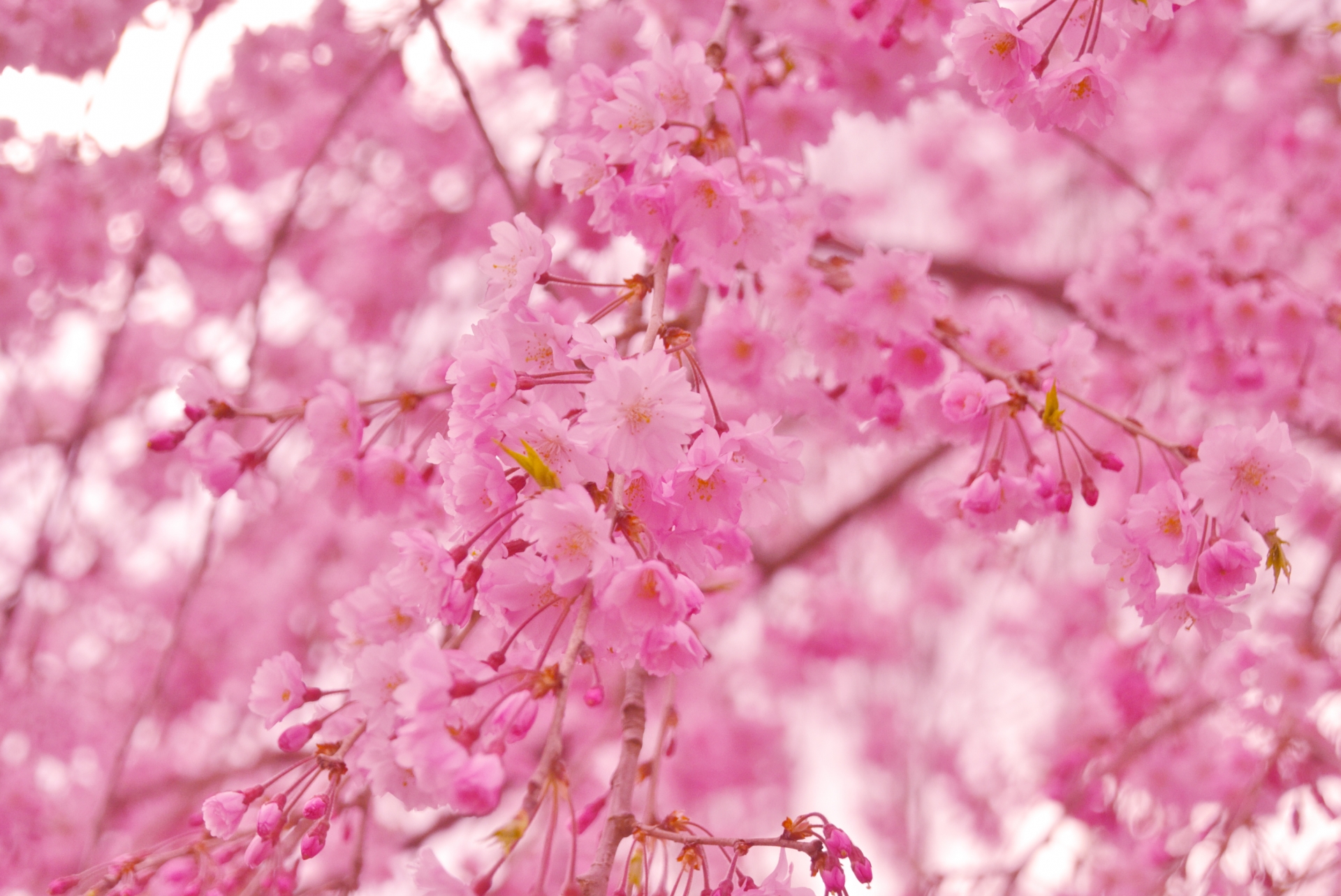 おしゃれ満開　伊奈波神社のしだれ桜